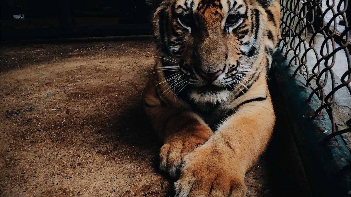 Registros históricos de batismo e mãos unidas representando a pesquisa genealógica afro-brasileira