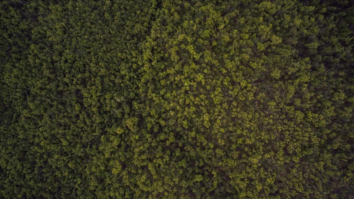 Planície alentejana com castelo medieval ao fundo evocando a origem árabe al-mayda do sobrenome Almeida