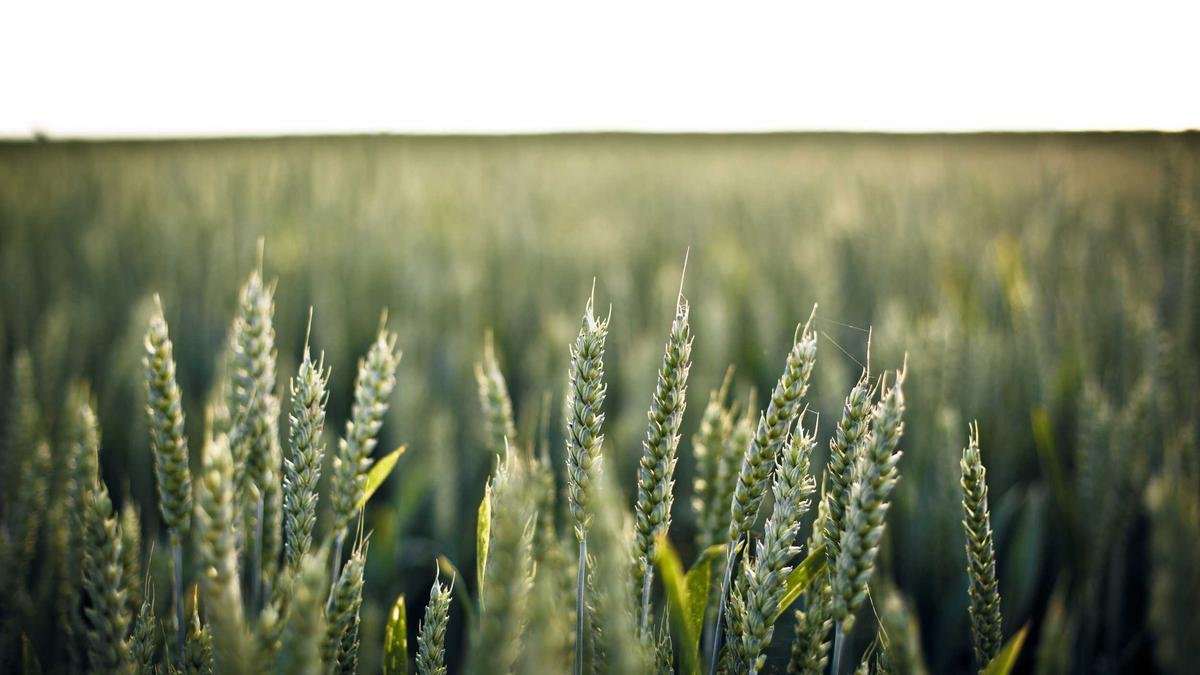 Forja medieval com ferreiro trabalhando o ferro, representando a origem do sobrenome Ferreira